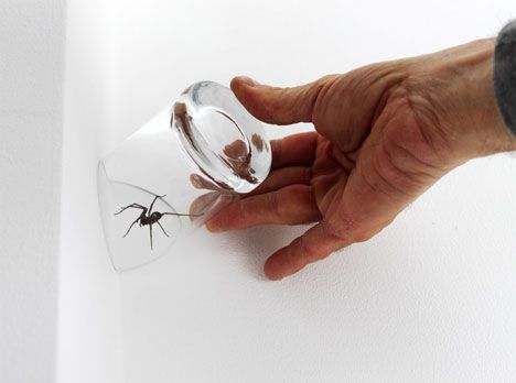 catching-spider