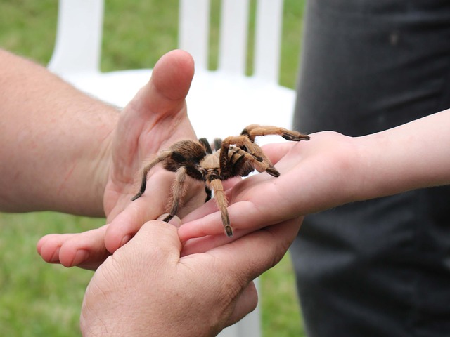 pet-spider