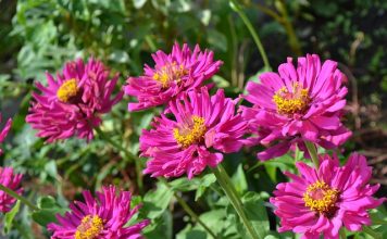 The Seed of a Garden