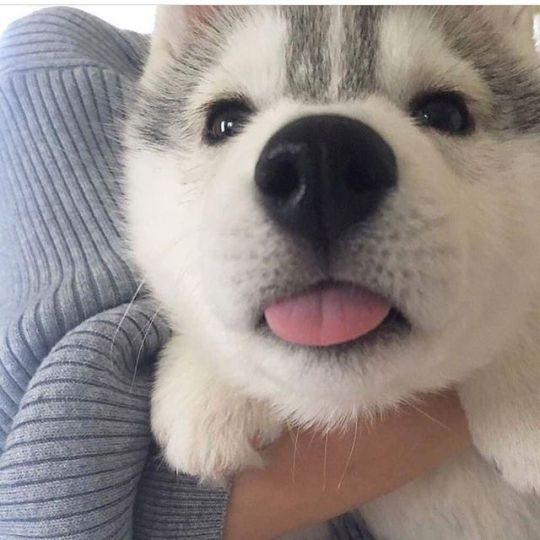 blep