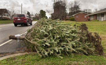 A Tree’s Life after Christmas