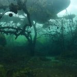 trees underwater