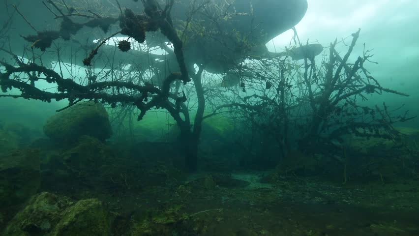 trees underwater