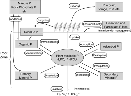 Phosphorus Sources and Management in Organic Production Systems