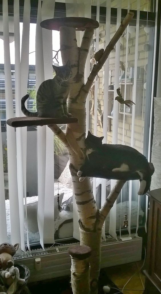 A-cat-tree-near-a-window-is-best