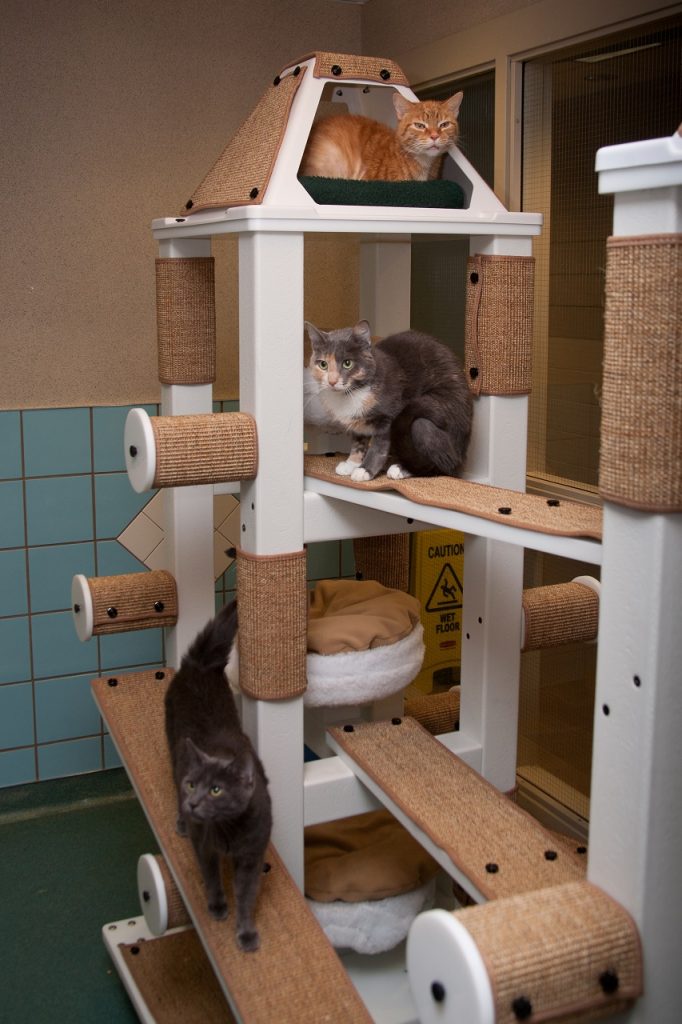 Cats in-a-cat-tree-vertical-climbing-space