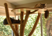 Cats-love-their-cat-tree-pet-care-entertaining-your-cat