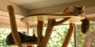 Cats-love-their-cat-tree-pet-care-entertaining-your-cat