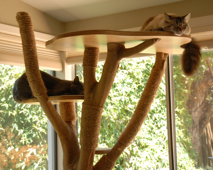 Cats-love-their-cat-tree-pet-care-entertaining-your-cat