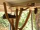 Cats-love-their-cat-tree-pet-care-entertaining-your-cat