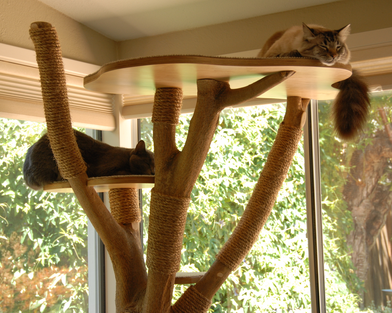 44 Top Pictures Cat Tree That Looks Like A Tree - Cat Trees that look like real Trees | Hidden Hollow Cat ...